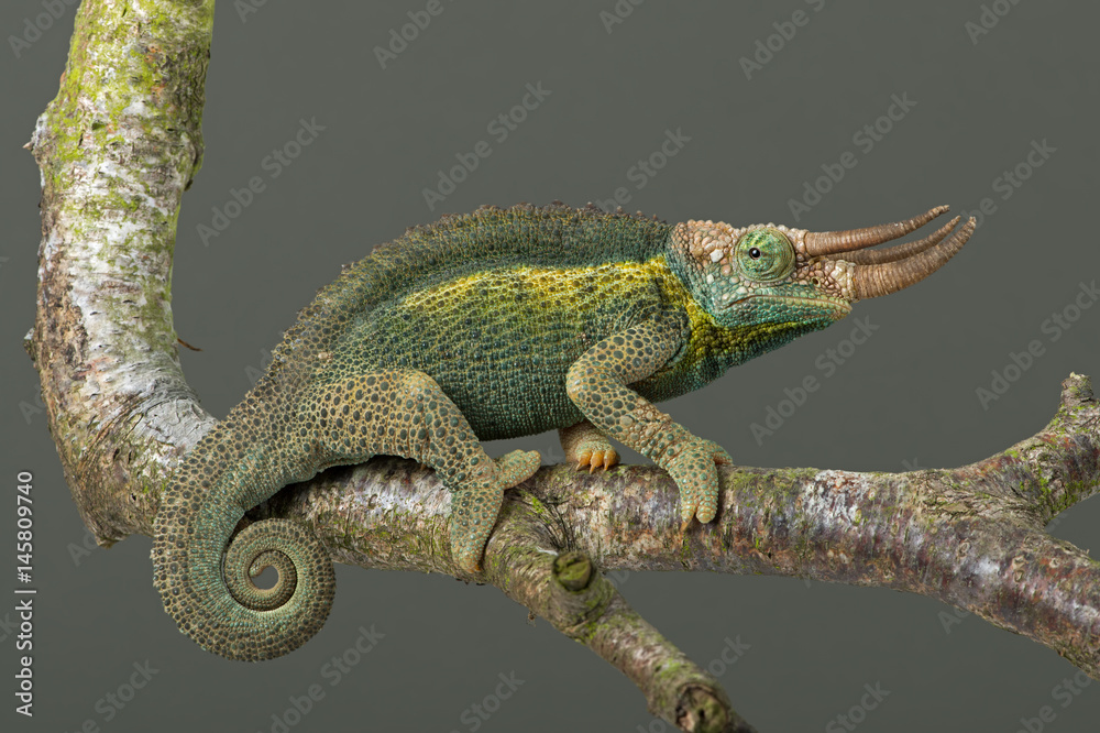 Naklejka premium Chameleon (Trioceros jacksonii)/Jacksons Chameleon climbing tree branch