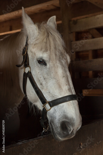 Horse in Stables