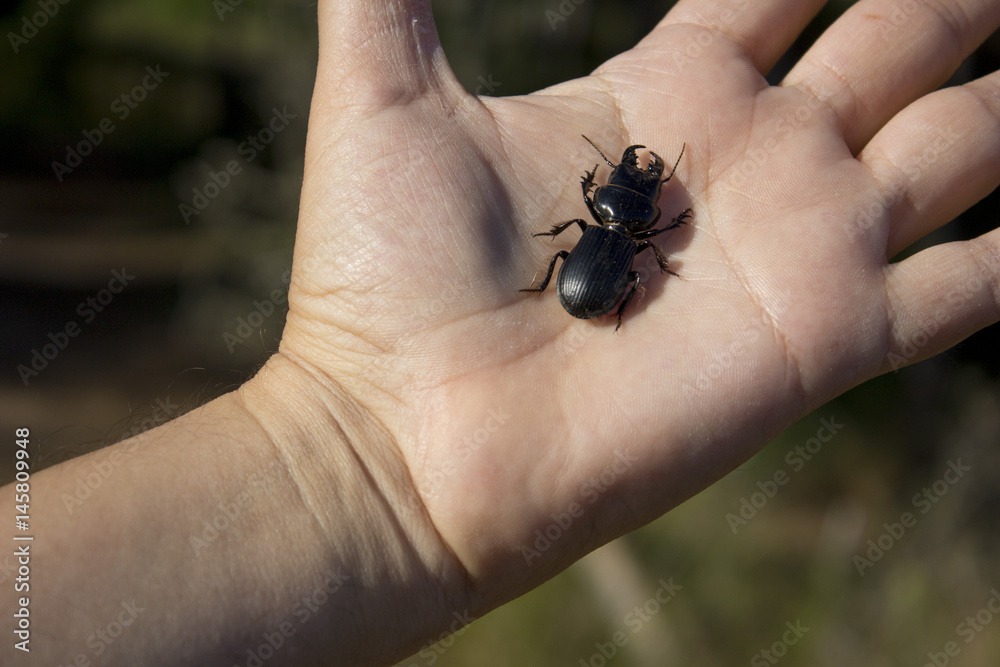 Escarabajo en la palma de la mano
