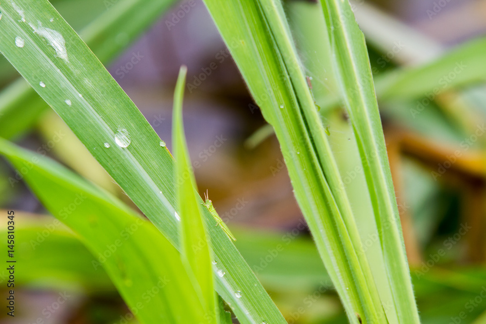 Close-up of a grass hopper in Rio Negro in the Amazon River basin, Brazil, South America Close-up of a grass hopper in Rio Negro in the Amazon River basin, Brazil, South America