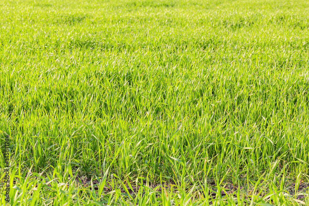 Green shoots of winter wheat in the field Green shoots of winter wheat in the field