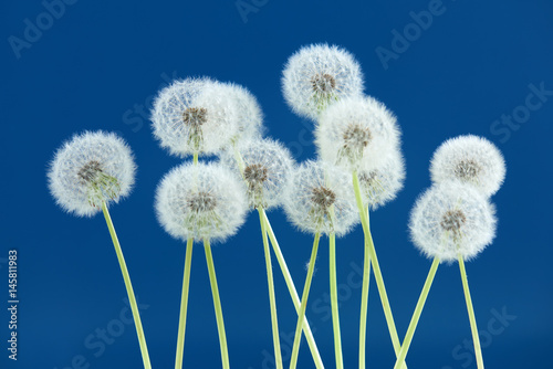 Fototapeta Naklejka Na Ścianę i Meble -  Dandelion flower on blue color background, group objects on blank space backdrop, nature and spring season concept.