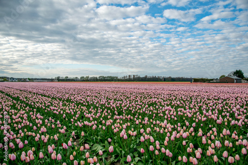 Wallpaper Mural landscape view with colorful flowers background in Netherlands Torontodigital.ca