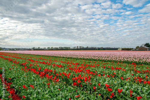 landscape view with colorful flowers background in Netherlands © Archmotion.net