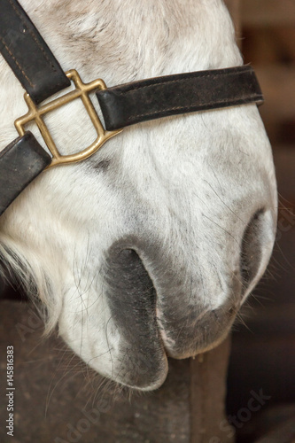 Fototapeta Naklejka Na Ścianę i Meble -  White Horse Closeup