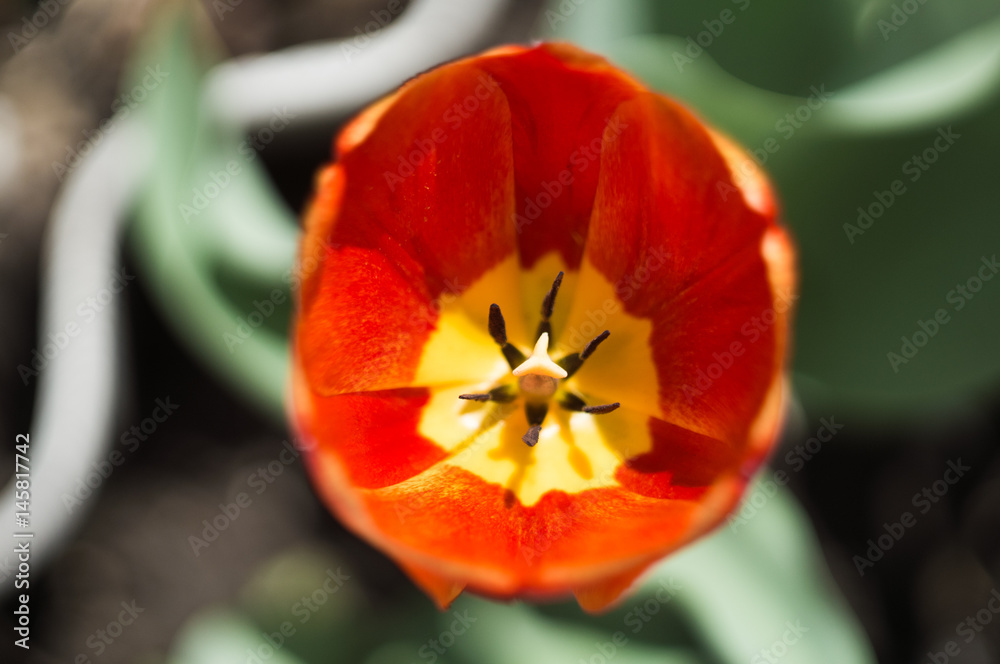 red tulip above, with blur background and green grass in spring red tulip above, with blur background and green grass in spring