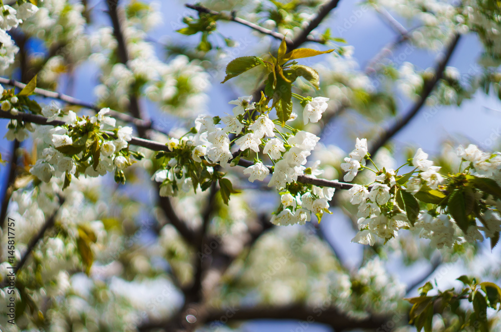 blossom branch of apple tree with blur background of blue sky blossom branch of apple tree with blur background of blue sky
