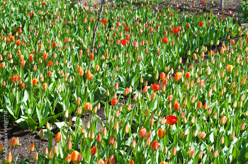 young red tulips garden beds with green grass in spring