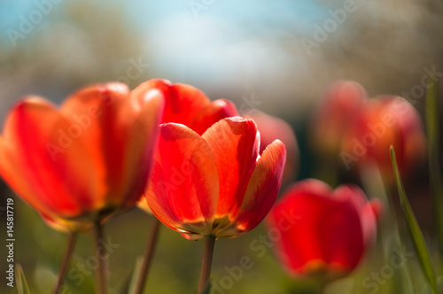 red tulip with blur background and green grass in spring