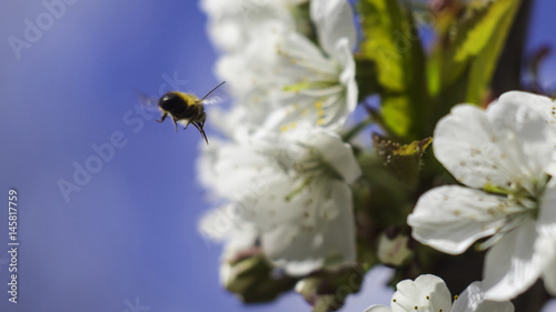 bee fly to blossom branch of apple tree with blur background of blue sky