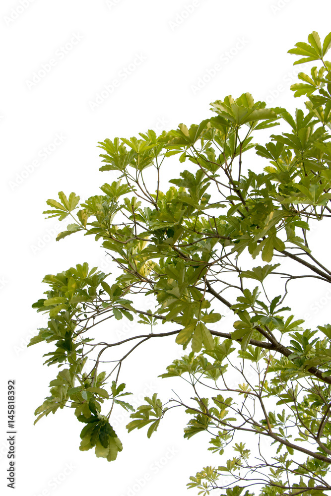 group of green leaf of treetop,isolated on white group of green leaf of treetop,isolated on white