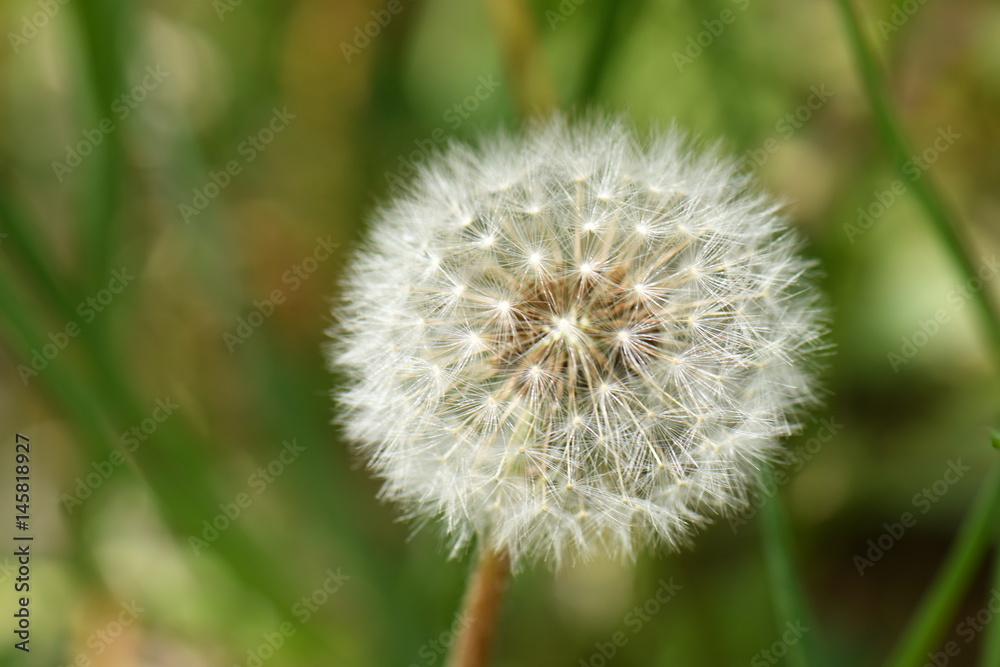 dandelion