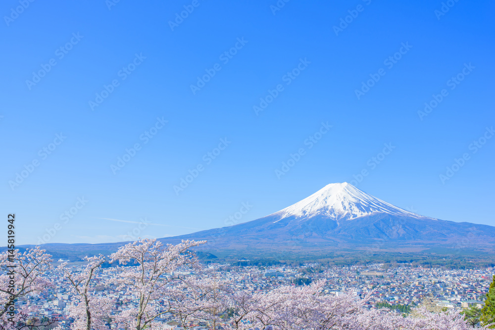 Fototapeta premium 富士山と桜