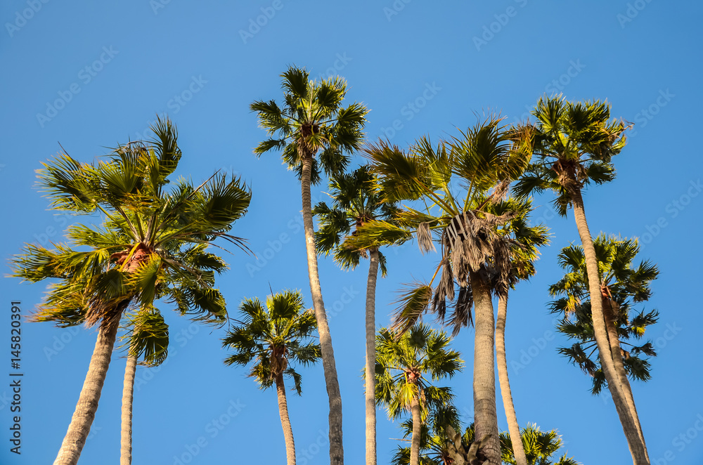 California high palms on the blue sky background