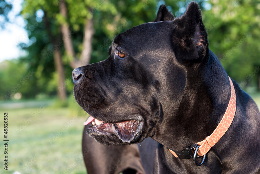 Fototapeta premium Profile viwe of cane corso