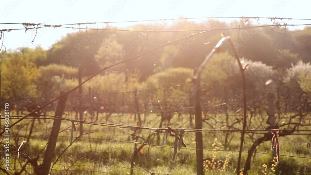 Grapevine is bathed in the rays of spring sun. Close up Grapevine is bathed in the rays of spring sun. Close up