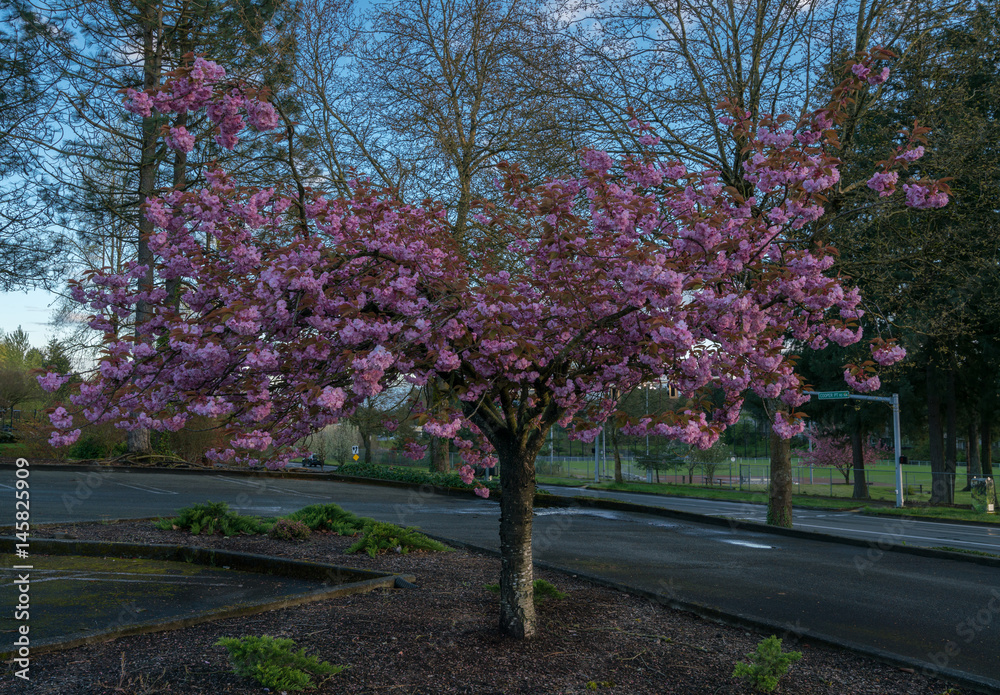 Naklejka premium Flowering Tree