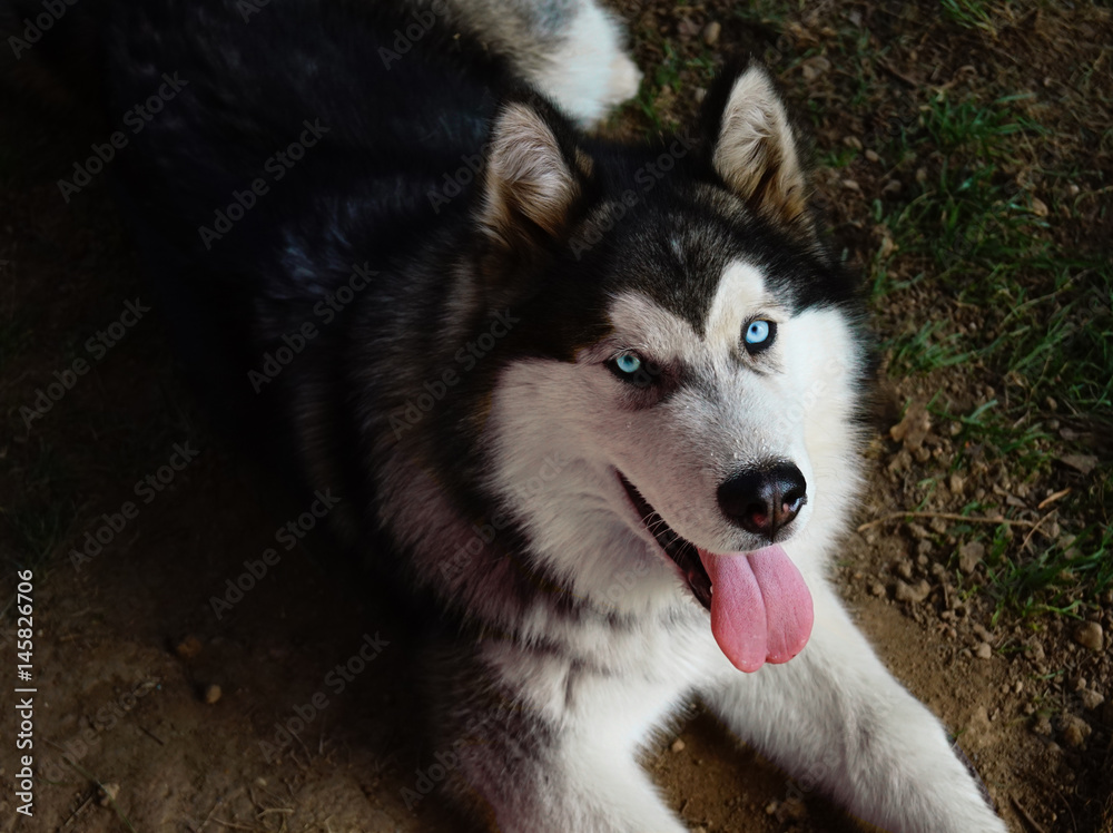 Obraz premium Alaskan Malamute