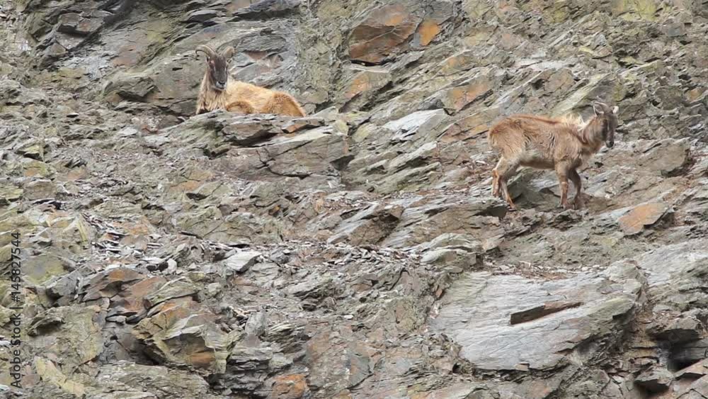 Two mountain goats resting on a rocky slope, zoo HD 1080 Two mountain goats resting on a rocky slope, zoo HD 1080