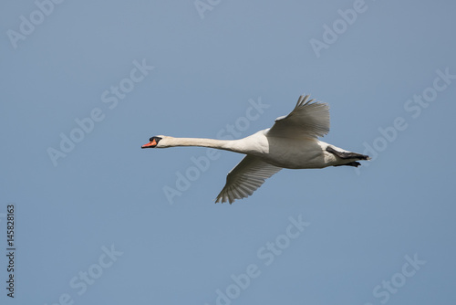 Mute Swan, Swans, Cygnus olor