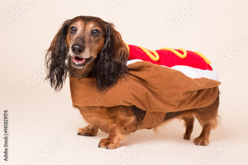 Weiner dog photo