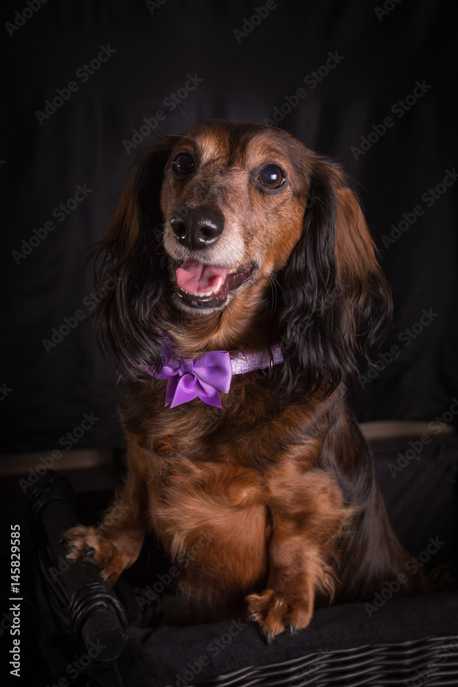 Happy Dachshund