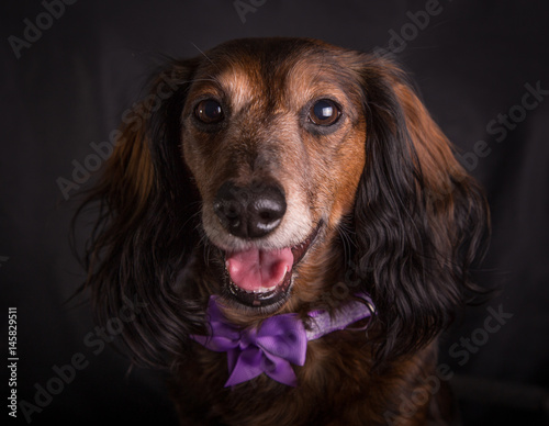 Wallpaper Mural Dachshund with bow Torontodigital.ca
