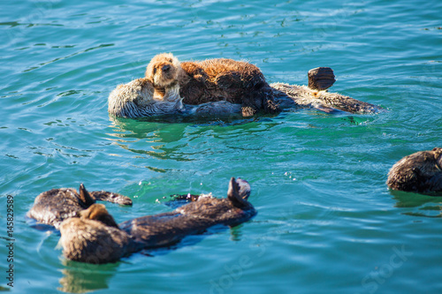 Wall Mural sea otters with pups raft up in the harbor at Moro Bay, California