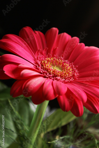 Vibrant Gerber Flower