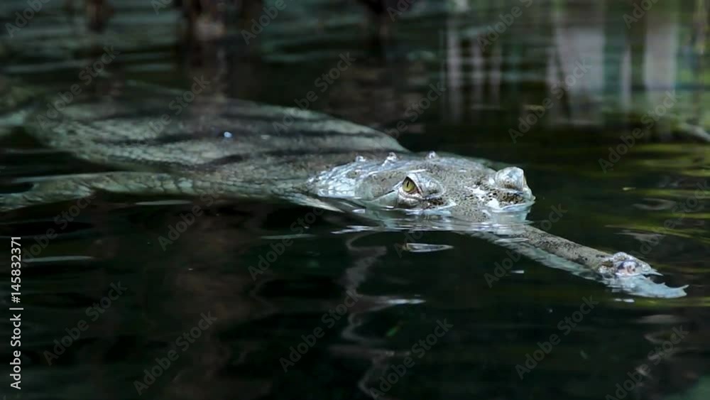 Crocodile gavial looks for prey, moving slowly through the water, HD 1080 Crocodile gavial looks for prey, moving slowly through the water, HD 1080