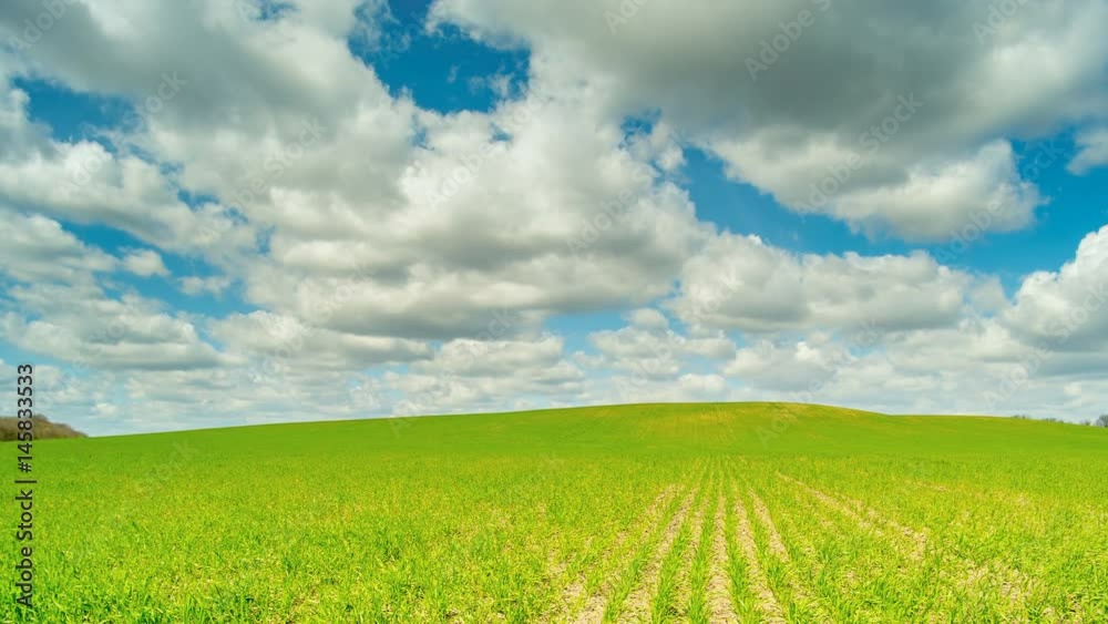 Field of green wheat rows. Sunny weather. Time lapse. Field of green wheat rows. Sunny weather. Time lapse.