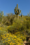 Sonoran Desert 4
