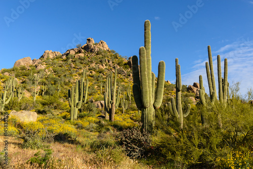 Sonoran Desert photo