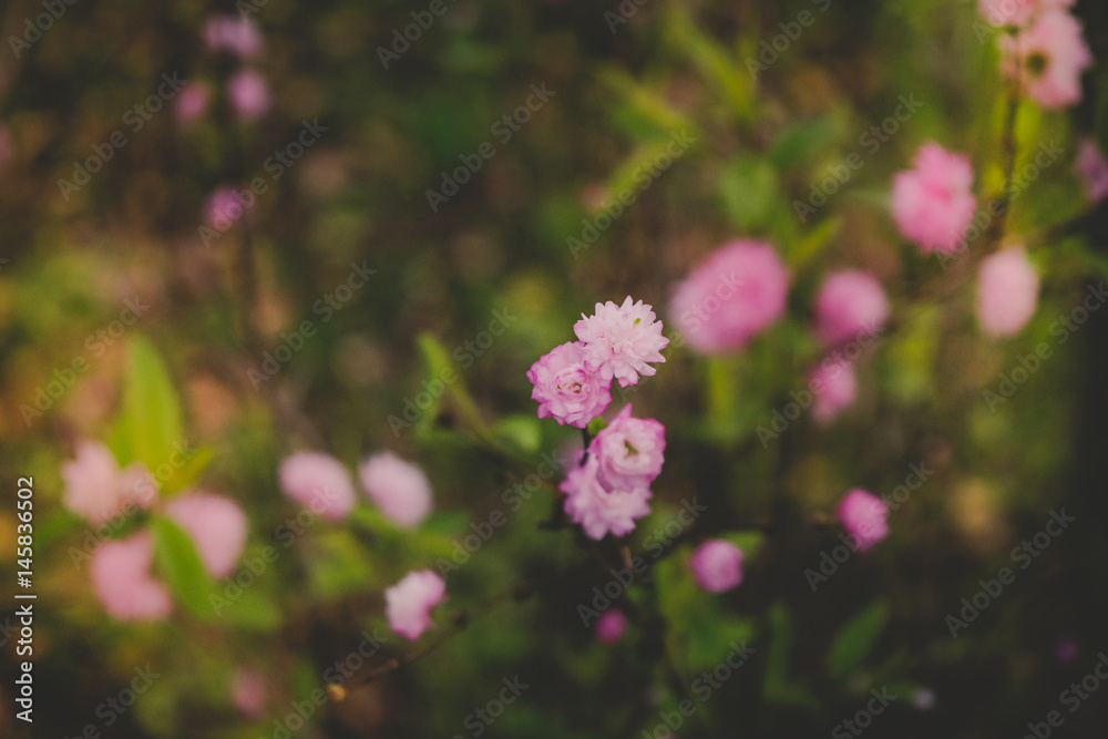 Fototapeta premium Flowers