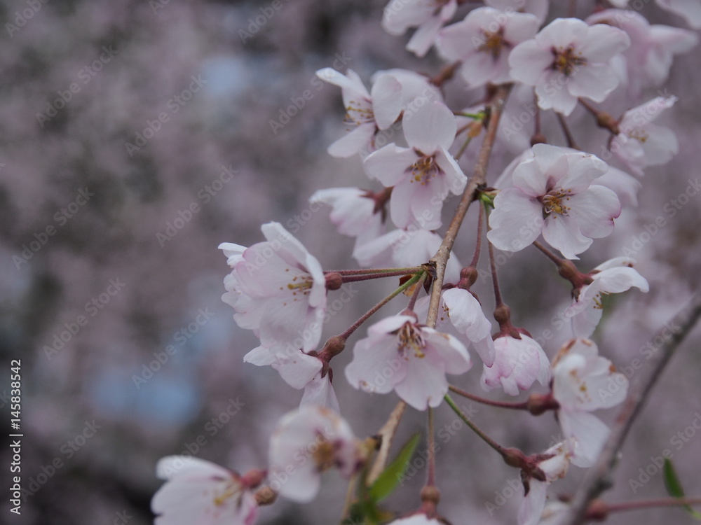 Obraz premium 角館 武家屋敷 桜