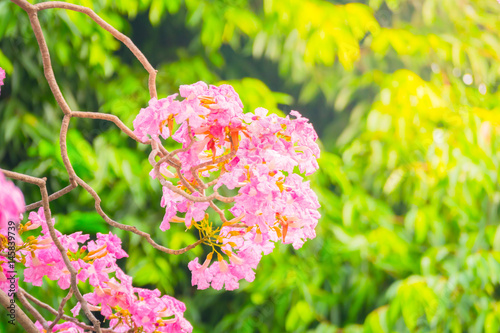 beautiful background with flowers roses photo