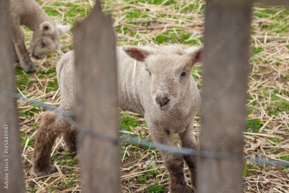 Obraz premium Baby Lamb