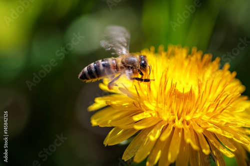 Bee on a yellow dandelion flower collecting pollen and gathering nectar to produce honey in the hive