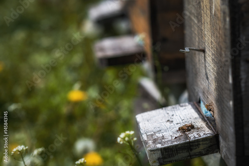 Hives in decline with few bees left alive after the Colony collapse disorder and other diseases © photografiero