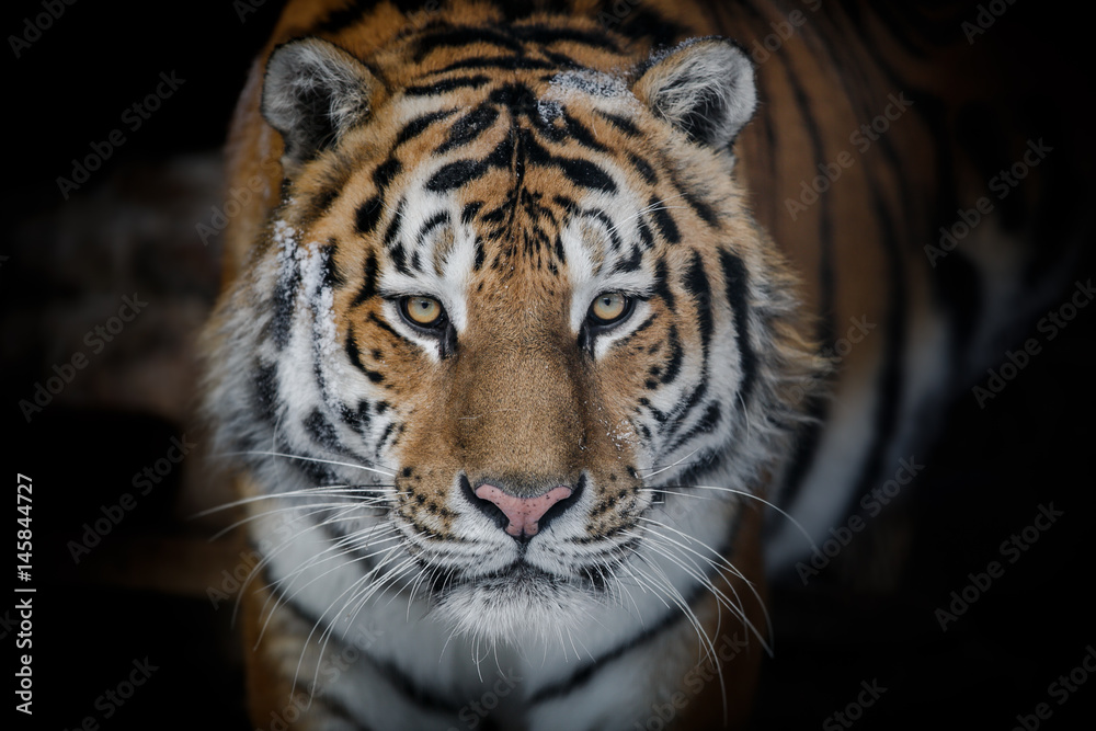 Obraz premium Tygrys Amurski