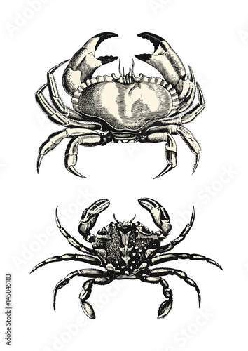vintage animal engraving   drawing  2 different crabs - ocean or seafood vector design element