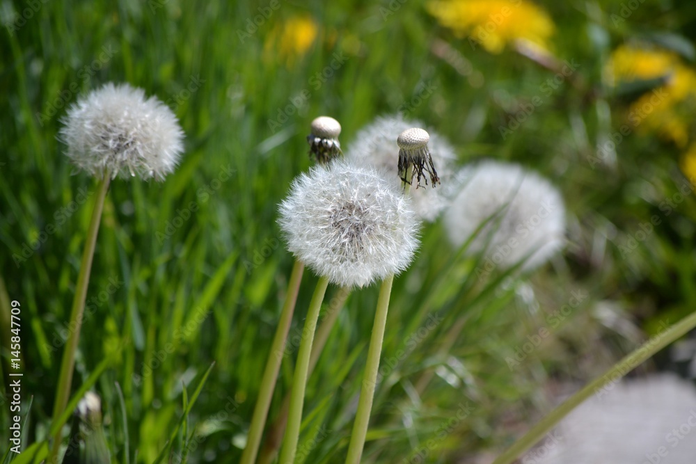 Dandelion Spouters Dandelion Spouters
