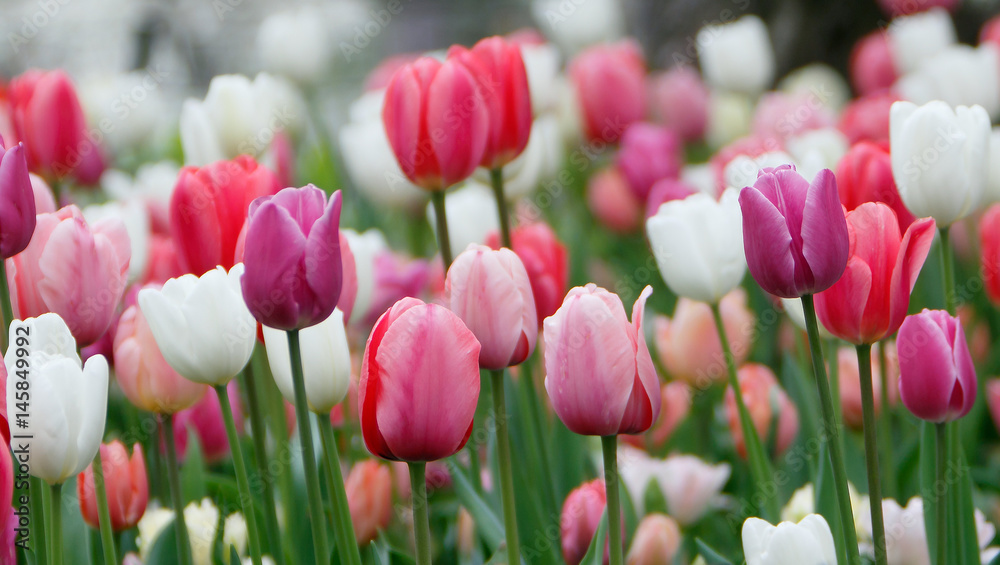 Fototapeta premium Kolorowe tulipany rosną i kwitną blisko siebie.
