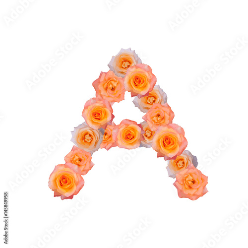 The letter A, in the Alphabet bloom roses illustration set old rose pink color isolated on white background, vector eps10