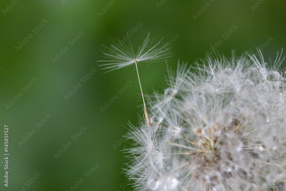 Shoot in closeup,fluffy dandelion