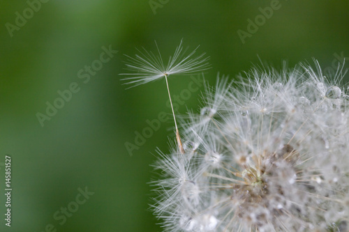 Shoot in closeup fluffy dandelion