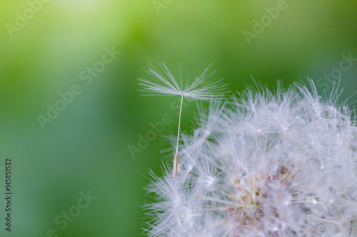 Shoot in closeup fluffy dandelion