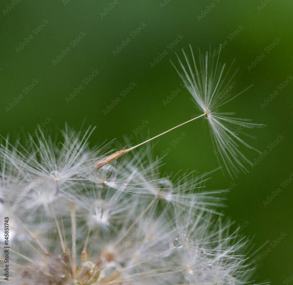 Shoot in closeup,fluffy dandelion Shoot in closeup,fluffy dandelion
