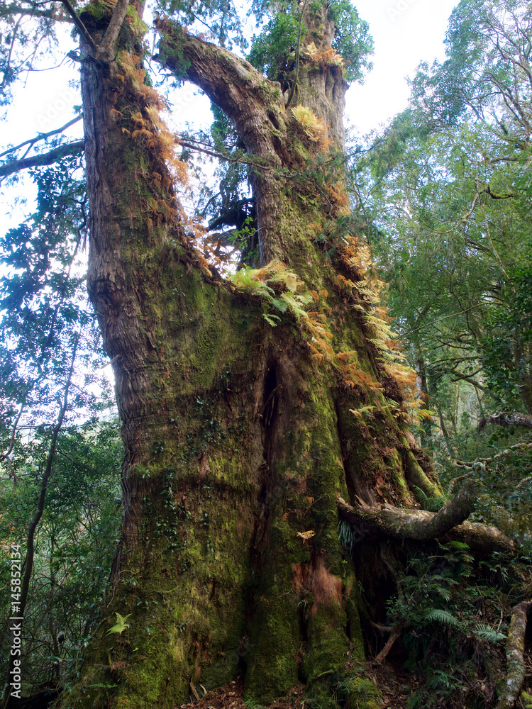 Fototapeta premium Sacred tree,Taiwan