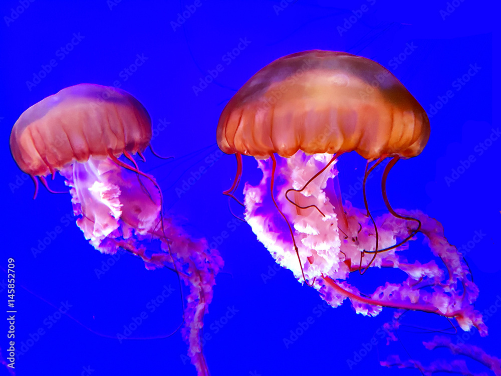 Fototapeta premium Japanese Sea Nettle jellyfish on a dark blue background